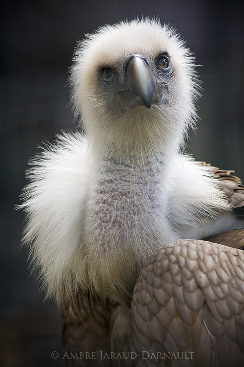 Au Parc Zoologique De Paris II