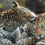 Jaguar Sisters Grooming I
