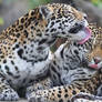 Jaguar Sisters Grooming II