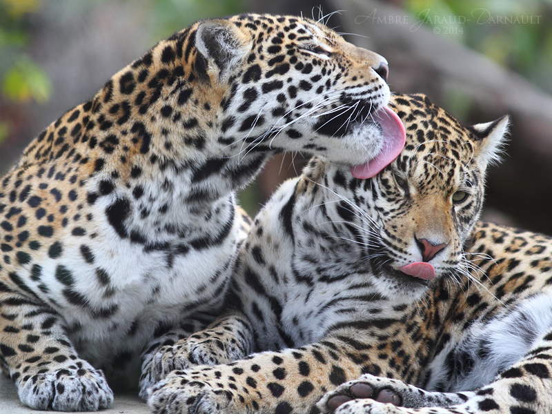 Jaguar Sisters Grooming II