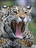 Jaguar Mouth Inspection I