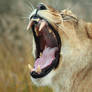 Lion Mouth Inspection I
