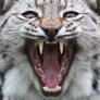 Lynx Mouth Inspection II