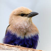 Blue Beige Bird