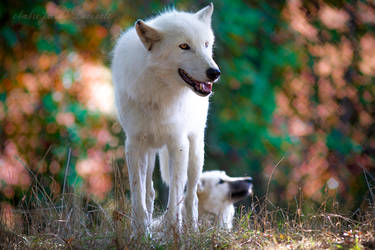 White Wolves In Faerieland