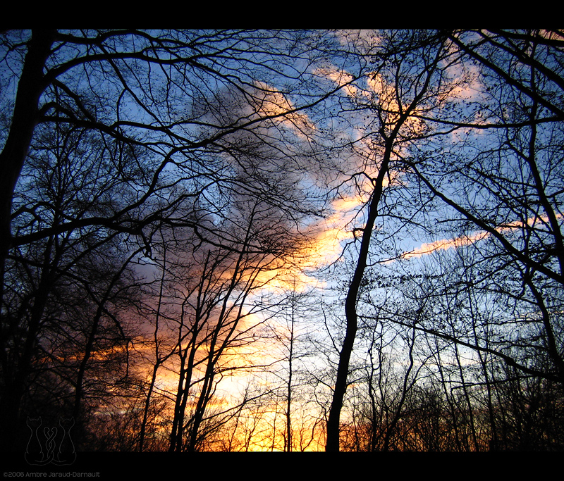 A Sunset Through The Forest