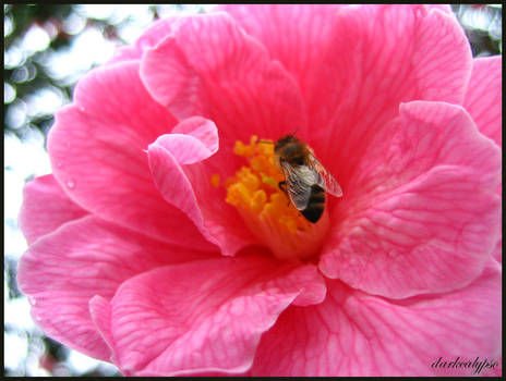 Pink Nectar II