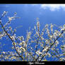 Apple Blossoms I