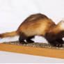 Ferret Mustela eversmanni