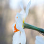 Daffodil profile