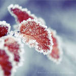 frosty leaf by Rontarija