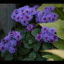 Ageratum 2