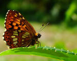 Butterfly by AnaDeviant