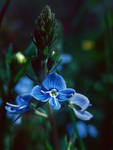 Lost in my dream by AnaDeviant