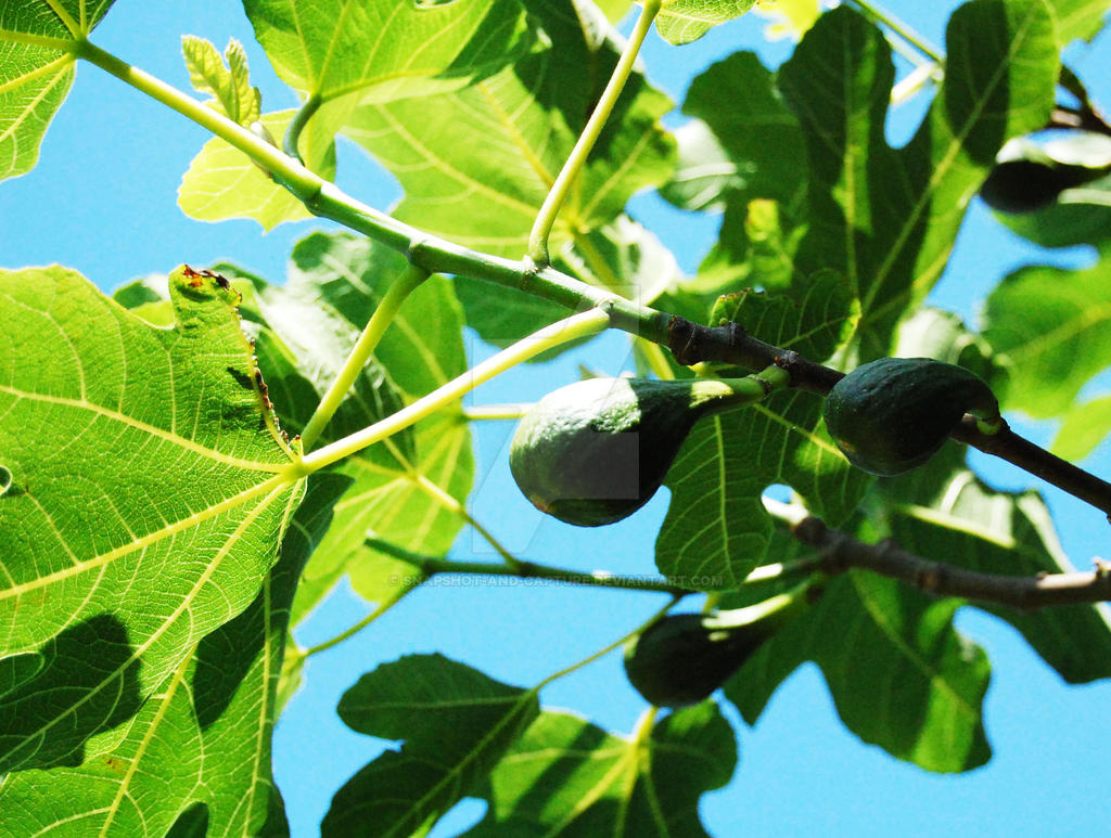 Figl Tree Fig tree by snapshot-and-capture on DeviantArt