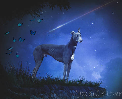 Moonlit whippet