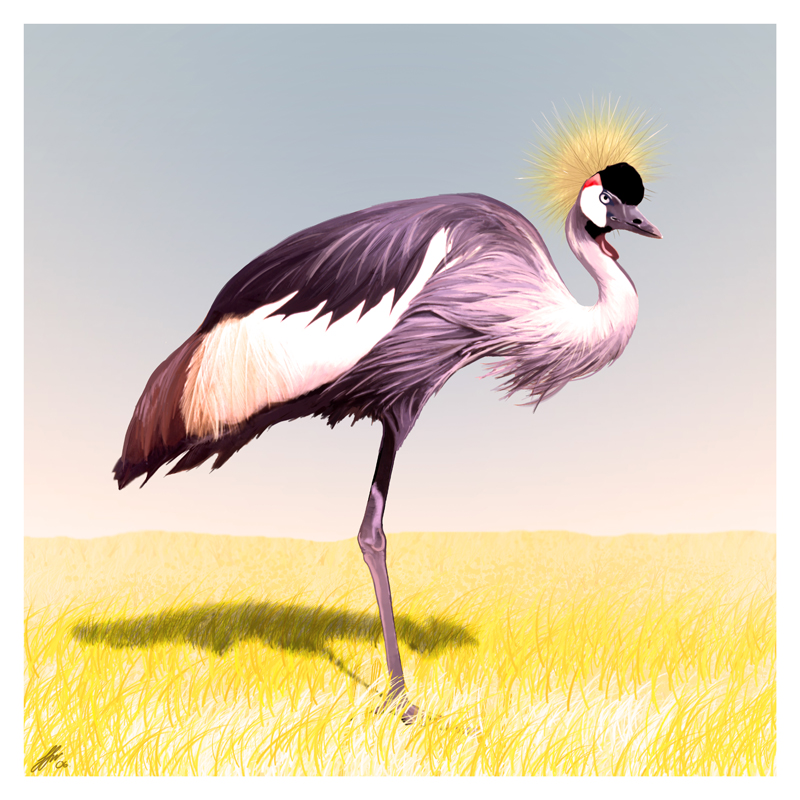 Crested Crane