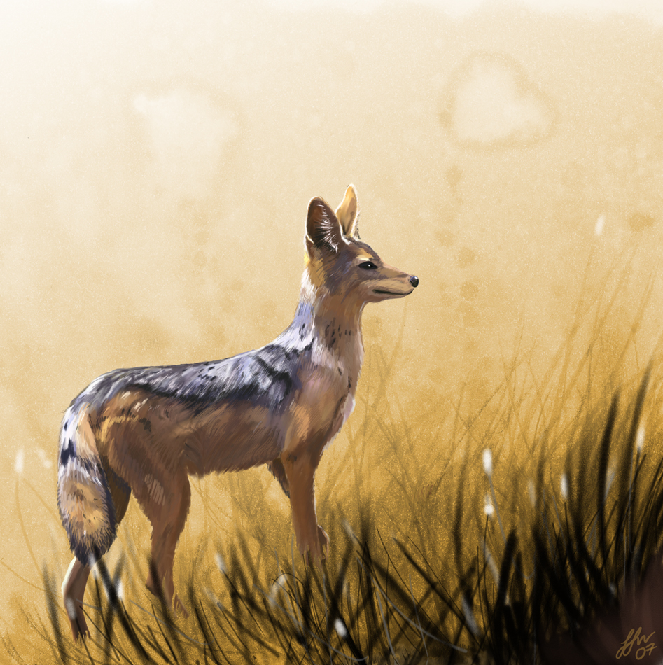 Silver Backed Jackal