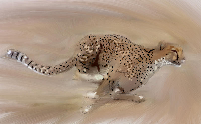 Cheetah wip 1