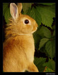 Bunny by Henriksen