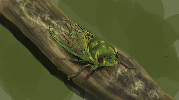 Cicada