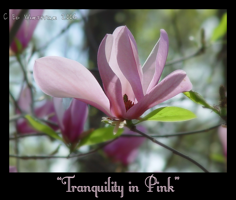 Tranquility in Pink