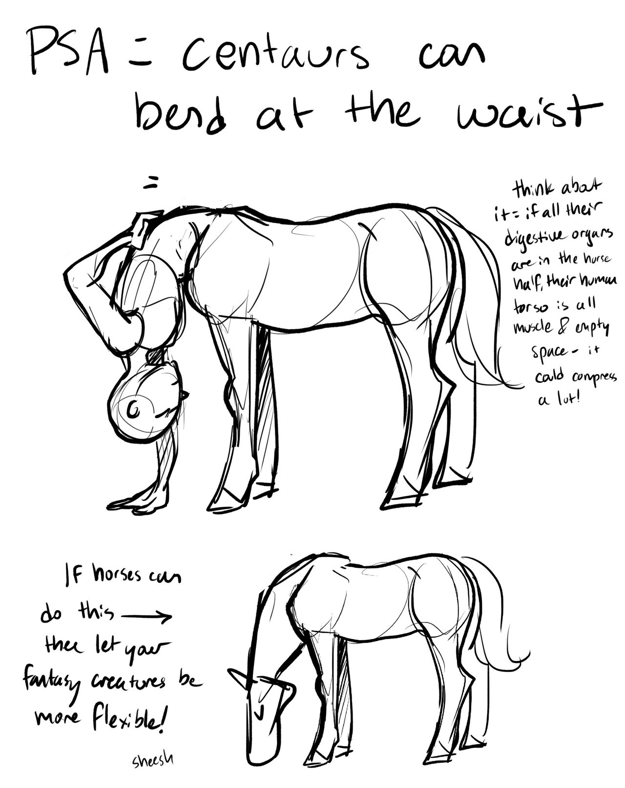 Centaur anatomy by enchantedpencilARPGs on DeviantArt