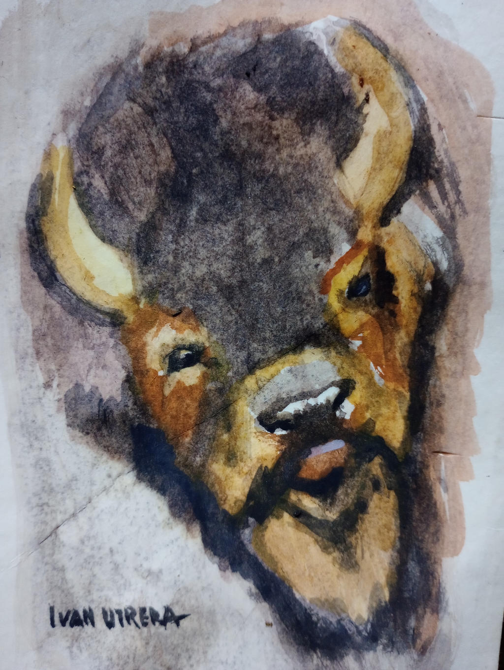 Buffalo by ivanutrera on DeviantArt