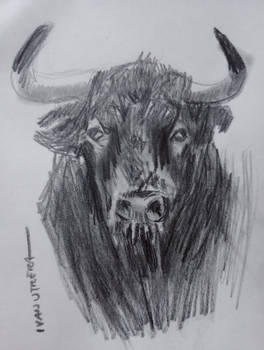 Bull