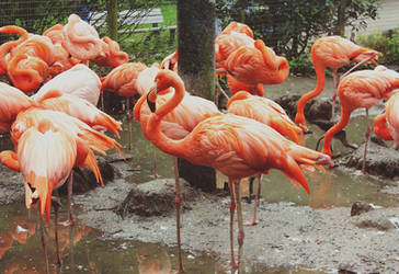 Pretty Pink Birdies