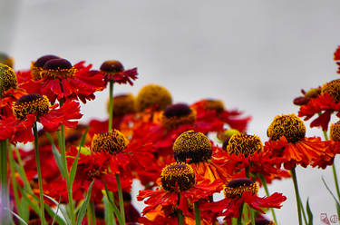 Streetcorner flowers