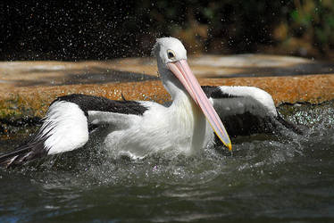 Pelican