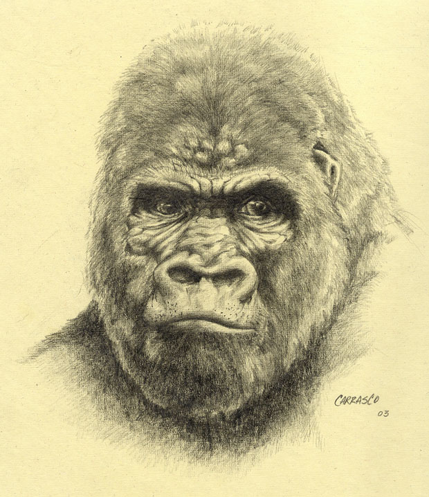 Gorilla drawing