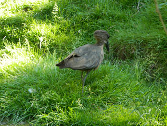 Hammerkop