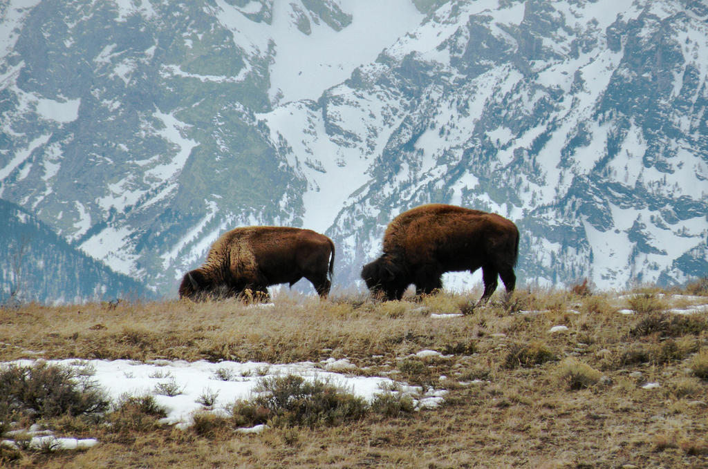 'Two Buffalos and Tetons'