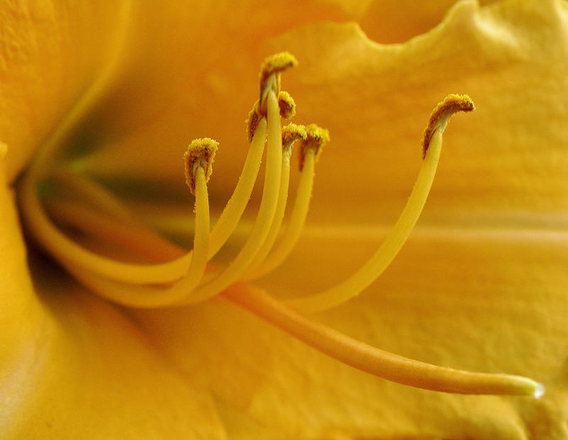 'Anticipation, In Yellow' by SBricker