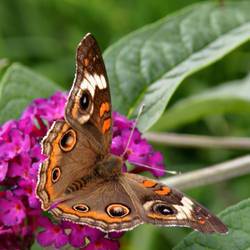 Buckeye Butterfly on Buddlea