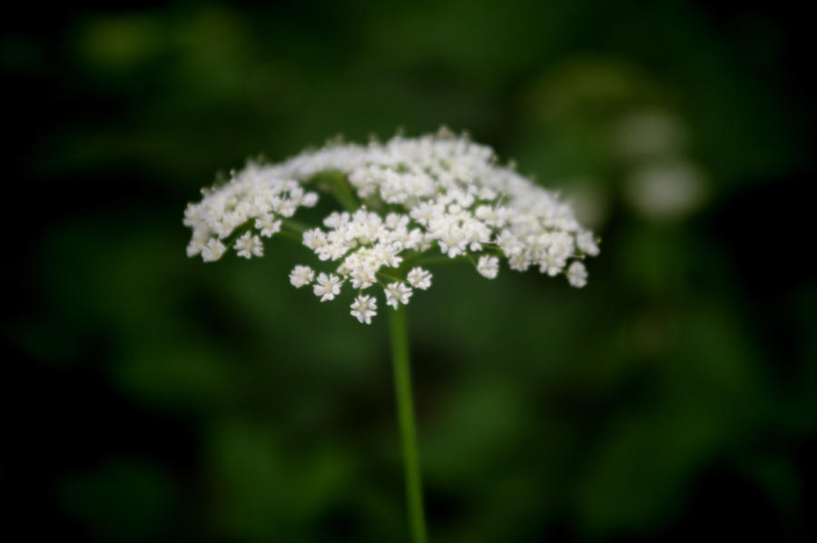 The Yarrow