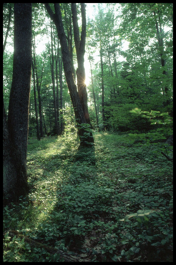 Dappled Shade