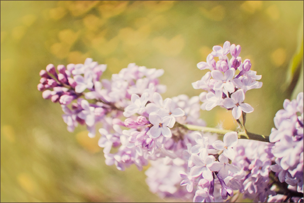 Heart-shaped Bokeh