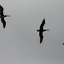 Stock Pelican Birds Silhouette