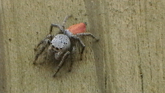 Habronattus decorus, male