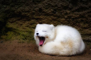Fox loaf