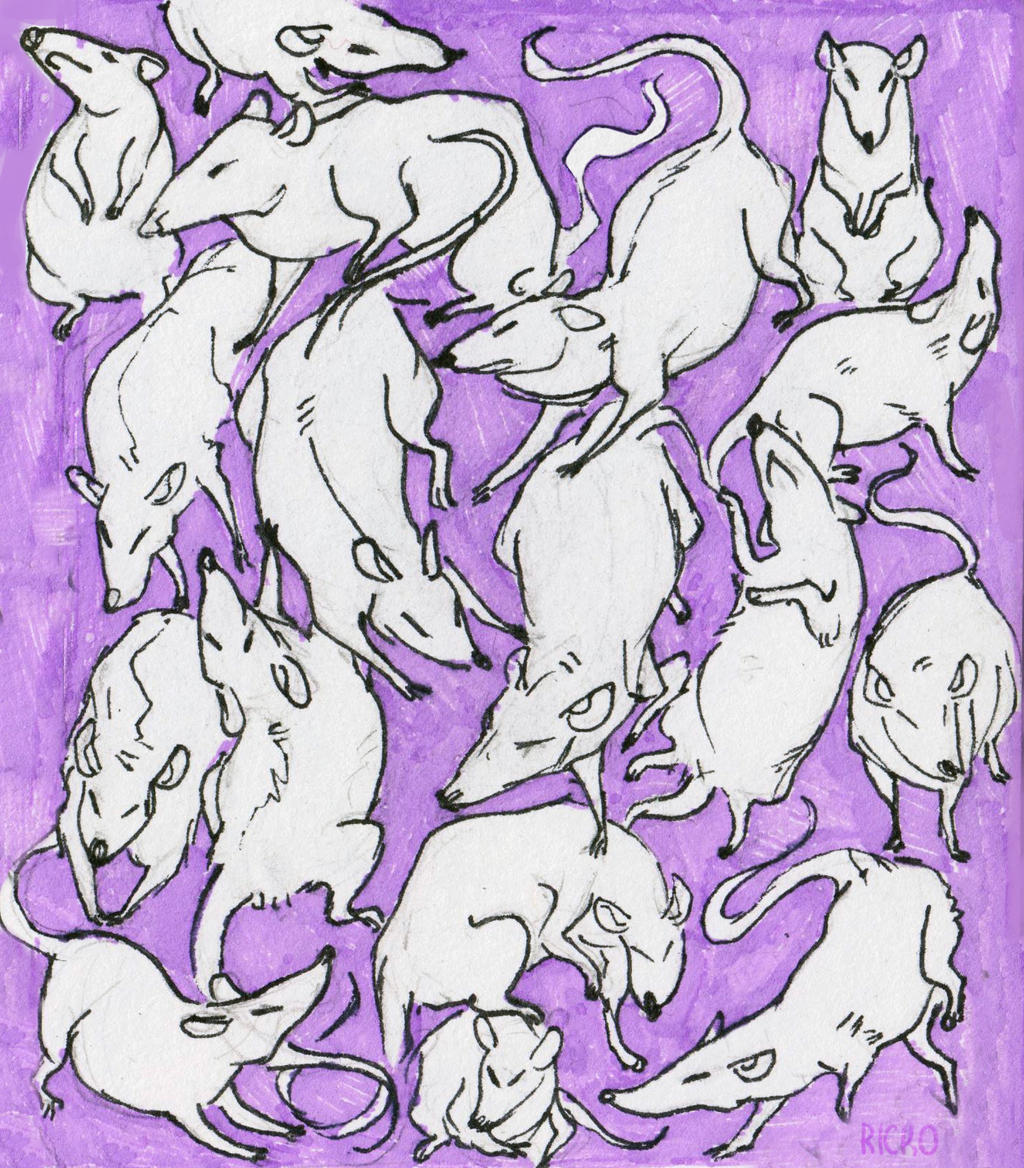 Rats