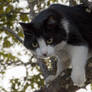 Cat on the Tree