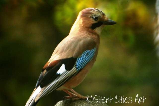 Blue jay