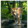 Thirsty Tiger