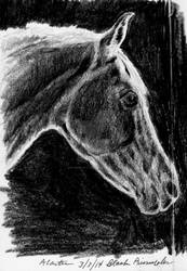 Grey horse in shadow sketch