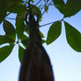 My Little Money Tree
