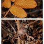 Three times Autumn
